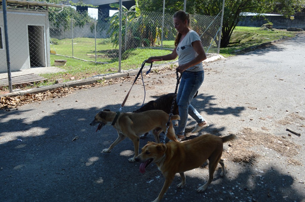 Animais regatados pelo Sema na Cidade Universitária - Foto: Divisão de Comunicação/PU