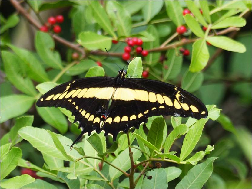 Borboleta Heraclides thoas brasiliensis Nymphalidae2