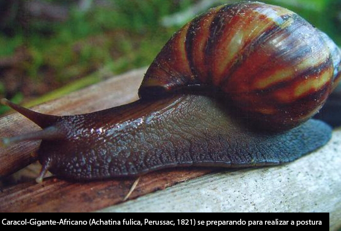 Caramujo Africano