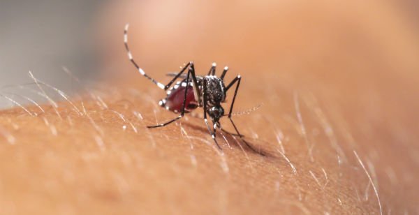 Chikungunya
