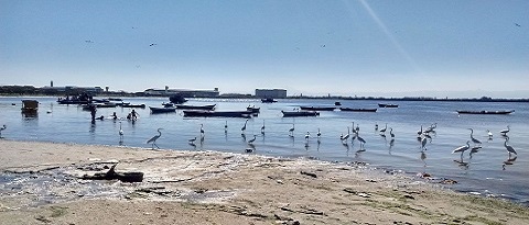 2021 dia mundial do meio ambiente