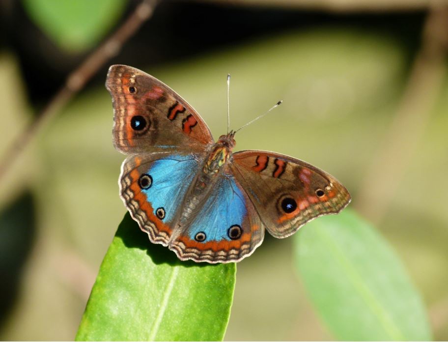 borboleta olho de pavao diurno